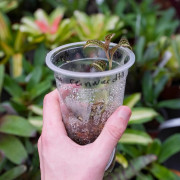 Orchidée Bijou Anoectochilus reinwardtii ‘Milky Way’ – Plante Rare | JungleBox