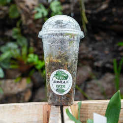 Orchidée bijou Anoectochilus roxburghii gold bar