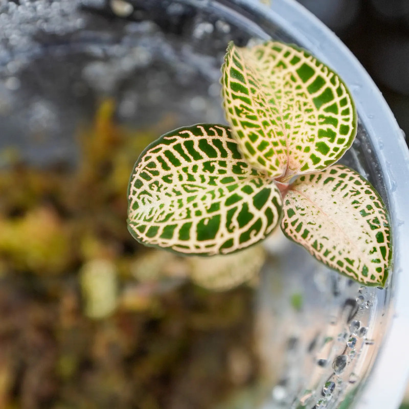 Anoectochilus roxburghii ‘Gold Bar’ – Rare Jewel Orchid with Golden Veins | JungleBox