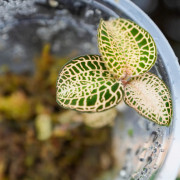Anoectochilus roxburghii ‘Gold Bar’ – Rare Jewel Orchid with Golden Veins | JungleBox