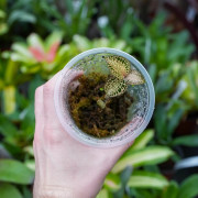 Anoectochilus roxburghii ‘Gold Bar’ – Rare Jewel Orchid with Golden Veins | JungleBox