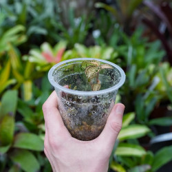 Anoectochilus roxburghii ‘Gold Bar’ – Rare Jewel Orchid with Golden Veins | JungleBox