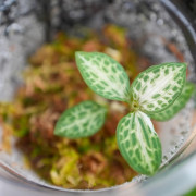Orchidée bijou goodyera schlechtendaliana Japon