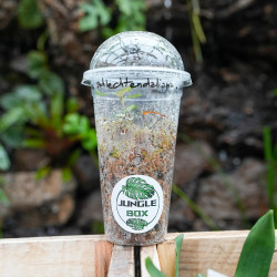 Orchidée Bijou Goodyera schlechtendaliana ‘Nishikiran Japan’ – Feuillage velouté & reflets argentés | JungleBox