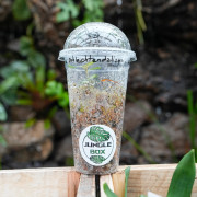 Orchidée Bijou Goodyera schlechtendaliana ‘Nishikiran Japan’ – Feuillage velouté & reflets argentés | JungleBox