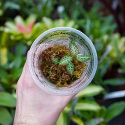 Orchidée bijou goodyera schlechtendaliana Japon