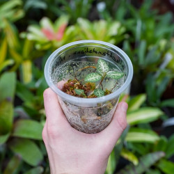 Orchidée Bijou Goodyera schlechtendaliana ‘Nishikiran Japan’ – Feuillage velouté & reflets argentés | JungleBox