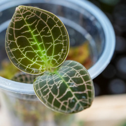 Orchidée bijou Dossinia marmorata