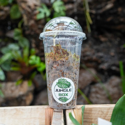 Dossinia marmorata orchidée à feuillage bijou culture substrat et entretien JungleBox