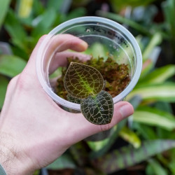 Dossinia marmorata jewel orchid foliage care substrate and cultivation JungleBox