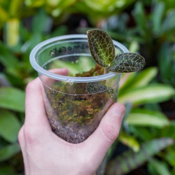 Dossinia marmorata orchidée à feuillage bijou culture substrat et entretien JungleBox