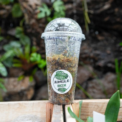 Anoectochilus argentea Orchidée Bijou pour Terrariums