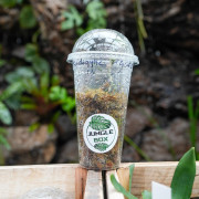 Anoectochilus argentea Orchidée Bijou pour Terrariums