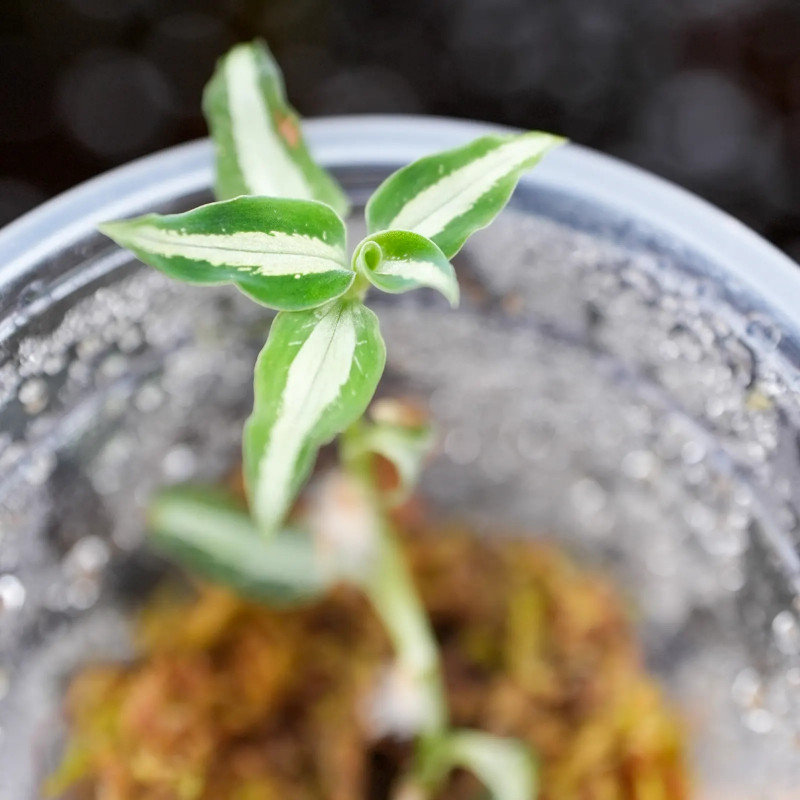 orchidée bijou anoectochilus argentea