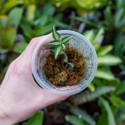 Anoectochilus roxburghii Jewel Orchid for Terrariums