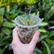 Anoectochilus argentea Orchidée Bijou pour Terrariums