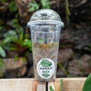 Anoectochilus roxburghii Jewel Orchid for Terrariums