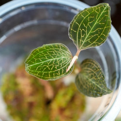 Anoectochilus roxburghii Jewel Orchid for Terrariums