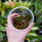 Anoectochilus roxburghii Jewel Orchid for Terrariums