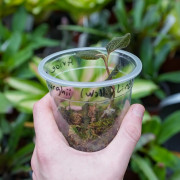 Anoectochilus roxburghii Jewel Orchid for Terrariums