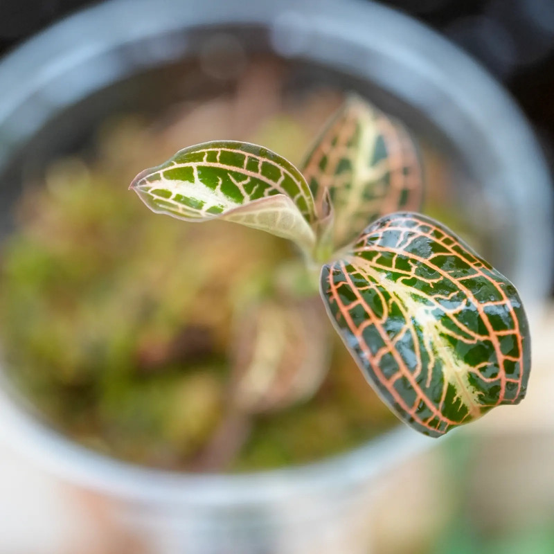 Jewel orchid Anoectochilus roxburghii golden heart