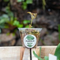 Orchidée bijou Anoectochilus roxburghii golden heart– Feuillage doré rare | JungleBox