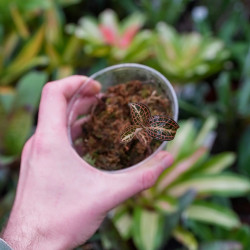 Anoectochilus roxburghii ‘Gold Bar’ – Rare Jewel Orchid with Golden Veins | JungleBox