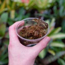 Anoectochilus roxburghii ‘Gold Bar’ – Rare Jewel Orchid with Golden Veins | JungleBox