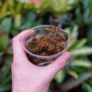 Orchidée bijou Anoectochilus roxburghii golden heart– Feuillage doré rare | JungleBox