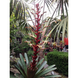 Alcanterea imperialis s