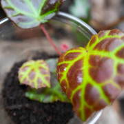 Begonia rajah