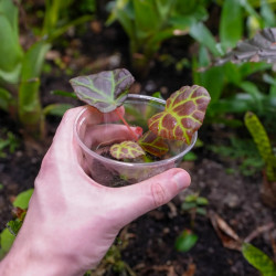 Begonia rajah – Plante rare à feuillage cuivré | JungleBox