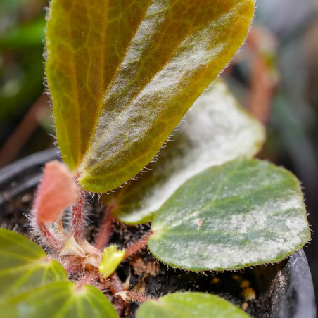 Begonia blancii green