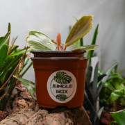 Begonia blancii green