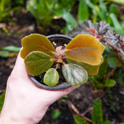 Begonia blancii green