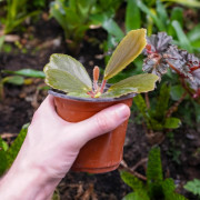 Begonia blancii green
