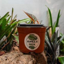 Begonia chloroneura – Plante rare à feuillage graphique | JungleBox