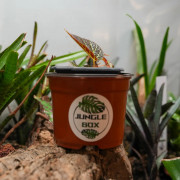 Begonia chloroneura – Rare Tropical Foliage Plant | JungleBox