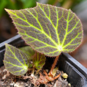 Begonia chloroneura – Rare Tropical Foliage Plant | JungleBox