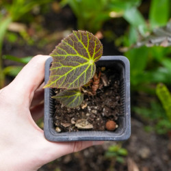 Begonia chloroneura – Rare Tropical Foliage Plant | JungleBox