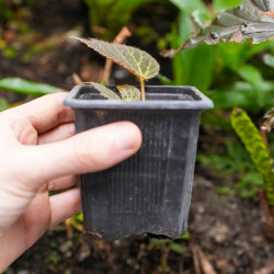 Begonia chloroneura – Rare Tropical Foliage Plant | JungleBox