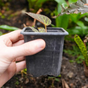 Begonia chloroneura – Rare Tropical Foliage Plant | JungleBox