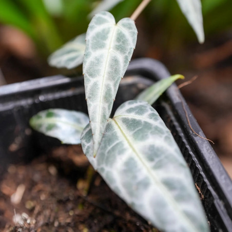 Cissus amazonica silver , liane d'amazonie