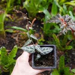 Cissus amazonica silver , liane d'amazonie