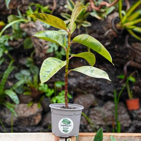 Ficus elastica