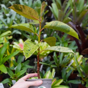 Ficus elastica panaché