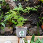 asparagus plumosus fougère