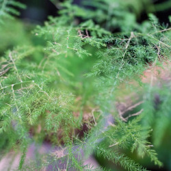 Asparagus plumosus
