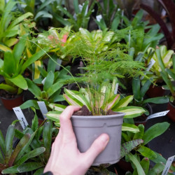 asparagus plumosus fougère