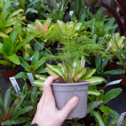 asparagus plumosus fougère